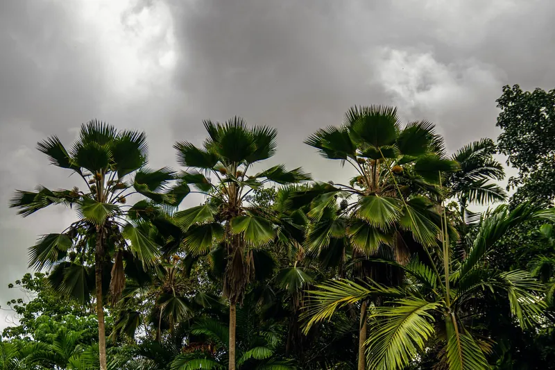 Dark storm clouds over tall palm trees