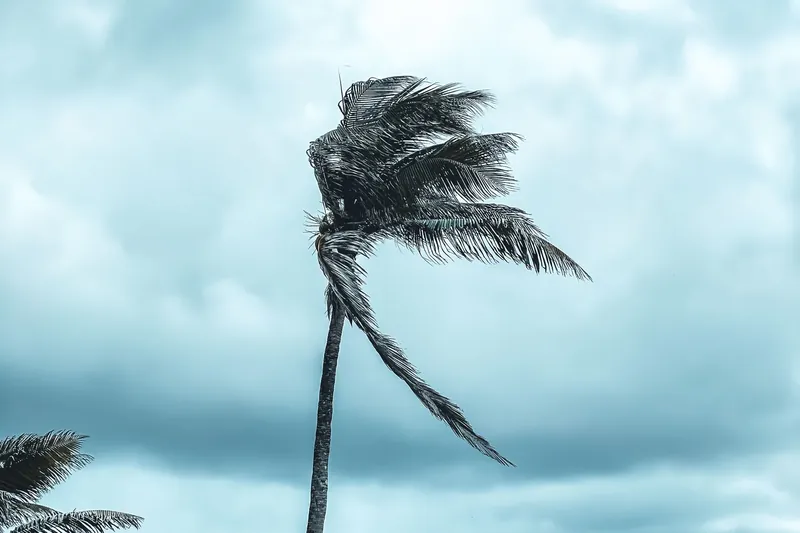 Palm tree bending in strong wind on a rocky ocean shoreline